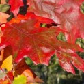 Quercurs rubra