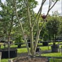 Albizia julibrissin - 2