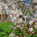 Amelanchier lamarckii - Afbeelding 4