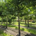Platanus x hispanica - 3