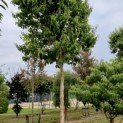 Heptacodium miconoides - Foto 1