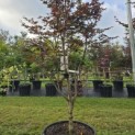Acer palmatum 'Red Emperor' - Foto 2