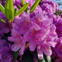 Rhododendron 'Catawbiense Grandiflorum' - Afbeelding 2