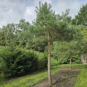 Pinus sylvestris - Foto 8