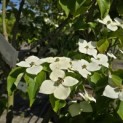Cornus kousa 'Schmetterling' - Foto 6