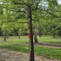 Taxodium distichum - 3