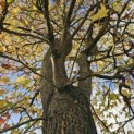 Liquidambar styraciflua - 1