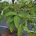 Cornus kousa 'Norman Hadden' - 2