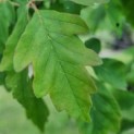 Acer griseum - Afbeelding 1