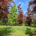 Fagus sylvatica Atropunicea - nr 979 centraal in juni 2024