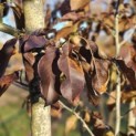 Magnolia 'Spectrum' - herfst