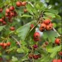 Crataegus monogyna - 2