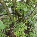 Crataegus monogyna - 1