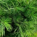 Pinus strobus - naalden