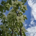 Cornus kousa 'Milky Way' - 4