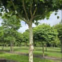 Platanus hispanica - Foto 6