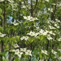 Cornus kousa 'Milky Way' - Foto 1