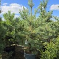 Pinus sylvestris - Foto 1