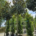 Magnolia grandiflora 'Galissonnière' - 1