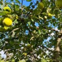 Cydonia Oblonga 'Leskovacz' - appelvormige kweepeer