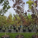 Prunus serrulata 'Royal Burgundy' - 5