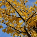 Ginkgo biloba 'Horizontalis' - Foto 2