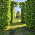 Carpinus betulus - april 2024