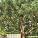 Pinus sylvestris - 5