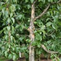 Cornus mas - 4