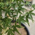 Acer palmatum 'Ueno Yama' - Foto 2