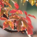 Acer griseum - Foto 1