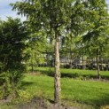 Taxus baccata dovastoniana 'Aurea Pendula' - 1