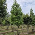 Liquidambar styraciflua - 3