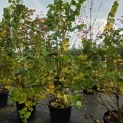Tilia cordata 'Winter Orange' - Foto 3