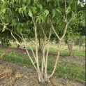 Heptacodium miconioides - 1
