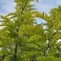 Gleditsia triacanthos ‘Sunburst' - Foto 2
