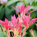 Pieris japonica 'Forest Flame' - 3