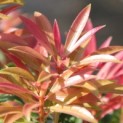 Pieris japonica 'Forest Flame' - 4
