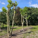 Platanus x Hispanica - 6