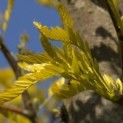 #24 Gleditsia triachantos 'Sunburst' Falsche Christusdorn