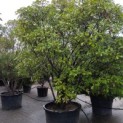 Photinia fraseri 'Red Robin' - Foto 2