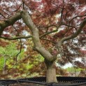 Acer palmatum 'Garnet' - 4