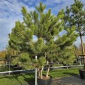 Pinus nigra 'Nigra' - 1