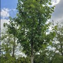 Acer rubrum 'Red Sunset' - 6