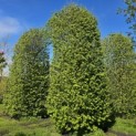 Carpinus betulus - 2