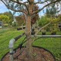Pinus sylvestris - 1