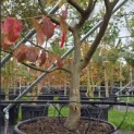 Parrotia persica - 6