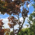Acer palmatum 'Bloodgood' - Foto 3