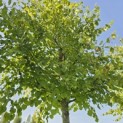 Tilia x europaea 'Pallida' - Foto 5