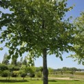 Tilia x europaea 'Pallida' - Foto 6